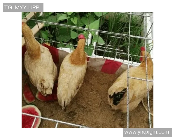 哪个足球明星在养鸡方面最具实力与成就揭秘